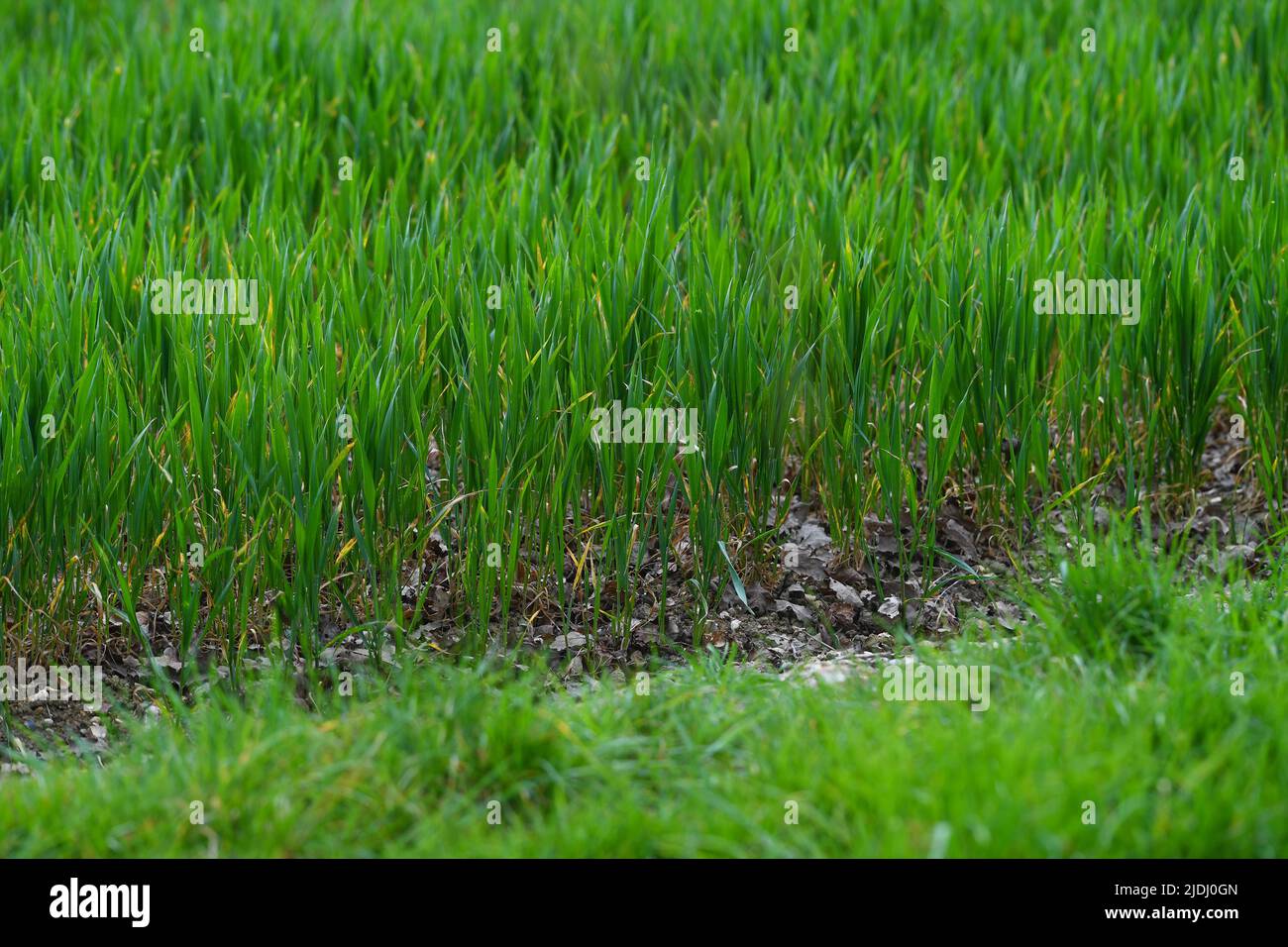 Nahaufnahme von Newley-Pflanzen, die aus dem Boden wachsen und auf einem Farmer-Feld mit Kopierfläche wachsen Stockfoto