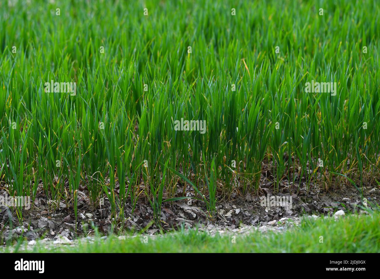 Nahaufnahme von Newley-Pflanzen, die aus dem Boden wachsen und auf einem Farmer-Feld mit Kopierfläche wachsen Stockfoto