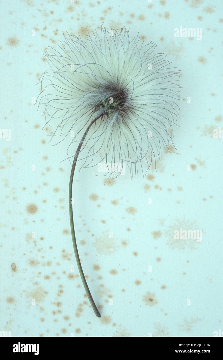 Einzelner flauschiger weißer und schwarzer Samenkopf auf seinem Stiel von Clematis Frances Rivis, der auf antikem Papier liegt Stockfoto