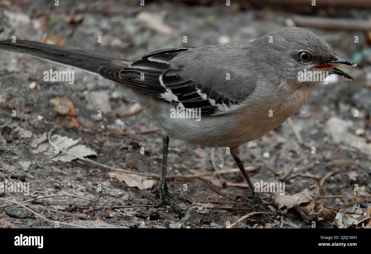 Nahaufnahme eines erwachsenen nördlichen Mockingvogels auf dem Boden mit Krümel auf seinem beek vom Essen Stockfoto