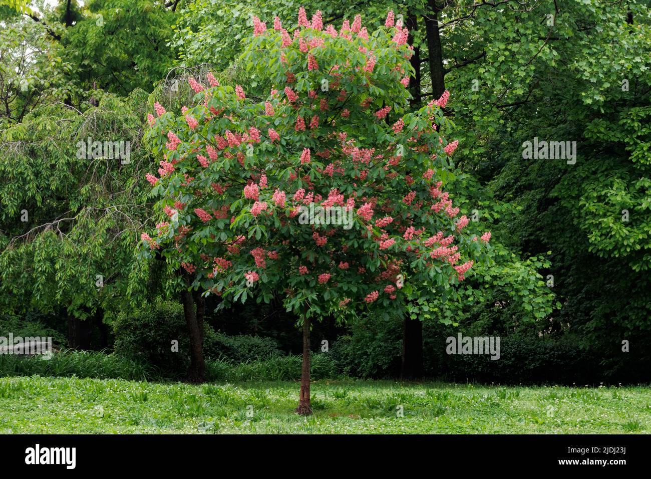Horse-Kastanie oder Conker-Baum mit tieforangefarbenen Blüten in voller Blüte an einem sonnigen Frühlingstag Stockfoto