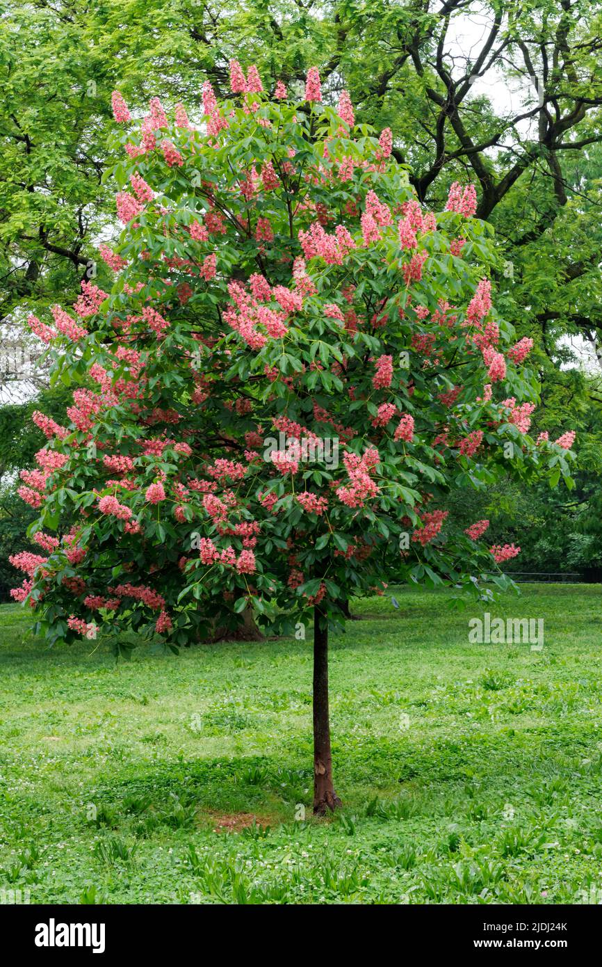 Horse-Kastanie oder Conker-Baum mit tieforangefarbenen Blüten in voller Blüte an einem sonnigen Frühlingstag Stockfoto