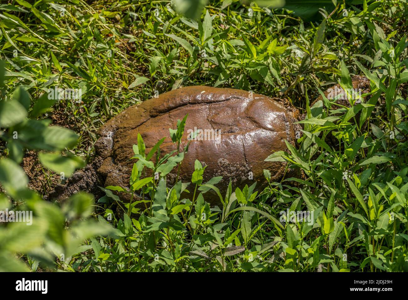 Eine prähistorisch aussehende große, schnappende Schildkröte, die an einem sonnigen Tag im Feuchtgebiet auf dem schlammigen, feuchten Boden aus dem Wasser in die Wasservegetation geht Stockfoto