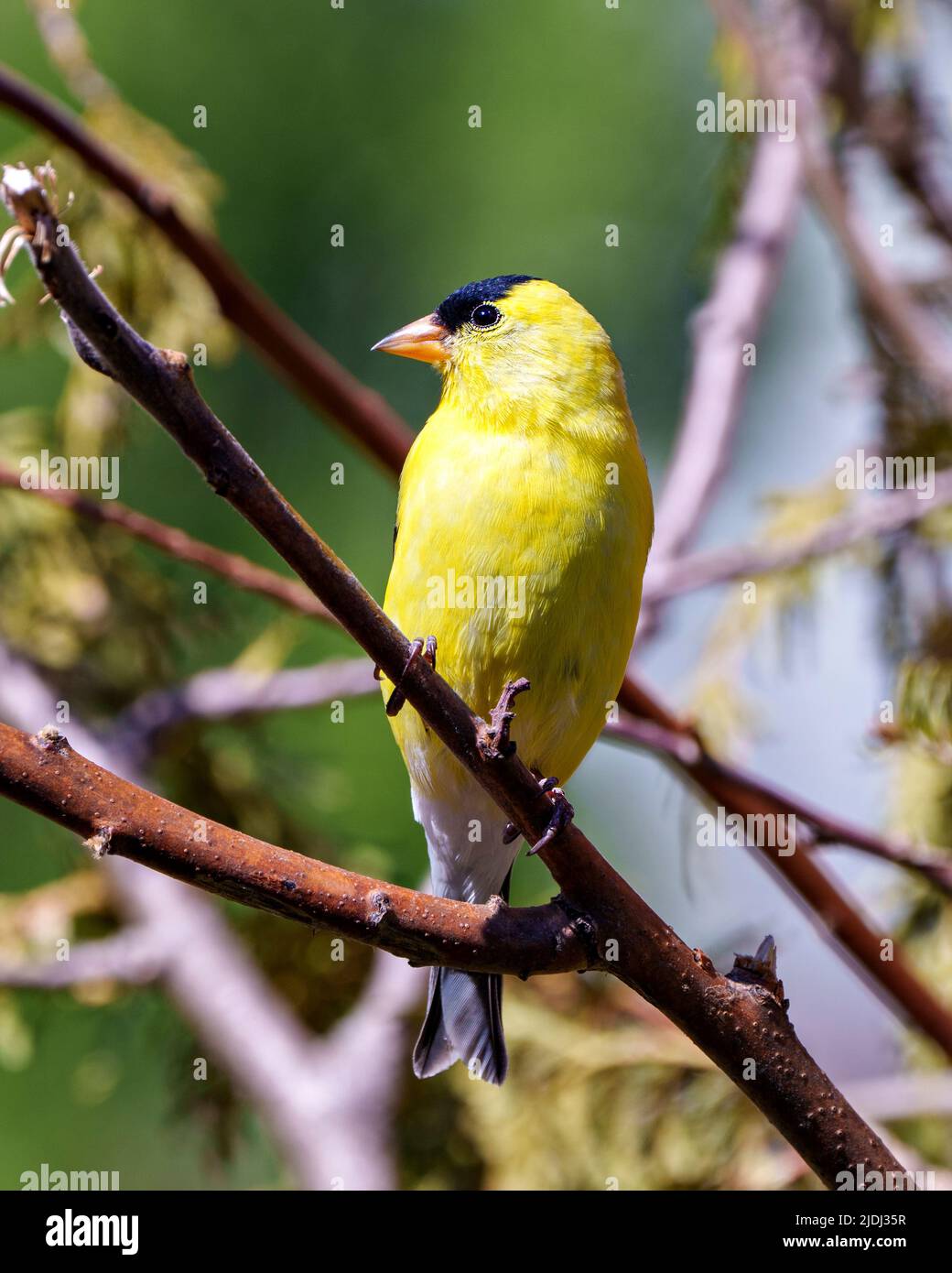 American Goldfinch aus der Nähe thront auf einem Zweig mit Waldhintergrund in seiner Umgebung und Umgebung und zeigt seine gelbe Feder Stockfoto