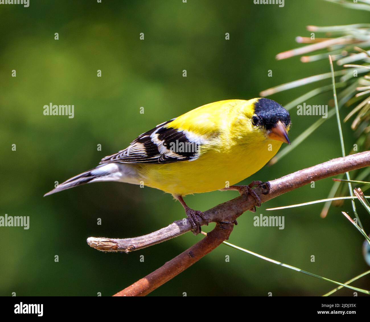 American Goldfinch Nahaufnahme, die auf einem Zweig mit einem weichen grünen Hintergrund in seiner Umgebung und Lebensraum thront und seine gelbe Feder zeigt. Stockfoto