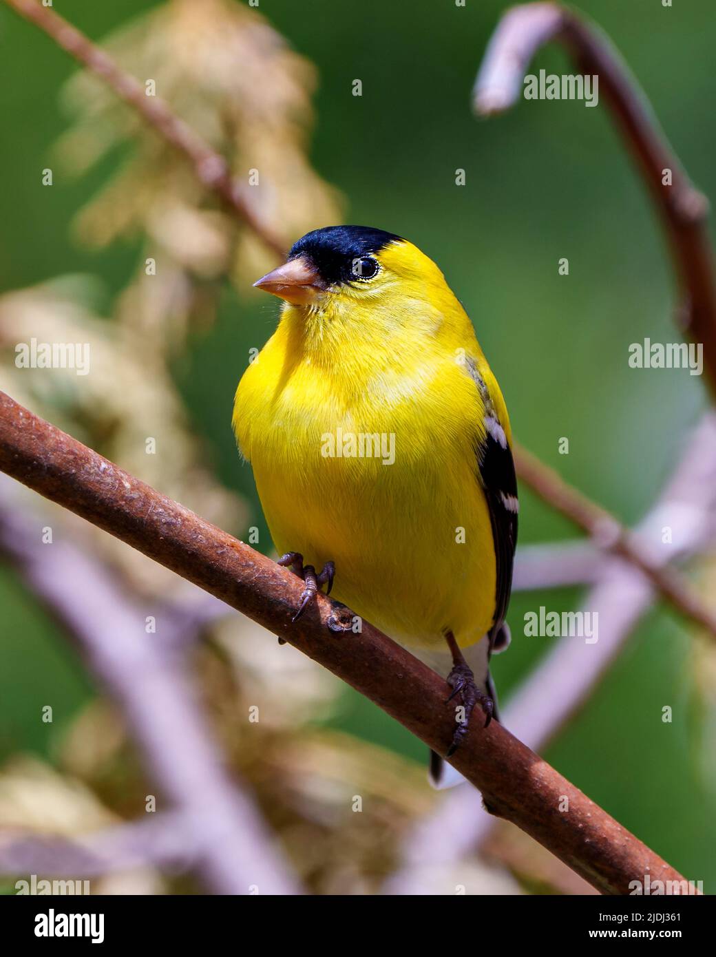 American Goldfinch männliche Nahaufnahme Profilansicht, auf einem Zweig mit einem verschwommenen Wald Hintergrund in seiner Umgebung und Lebensraum Umgebung thront. Finch. Stockfoto
