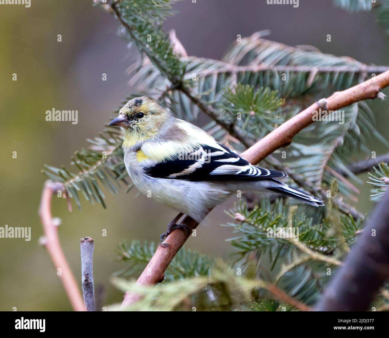 Finch Nahaufnahme Seitenprofil, auf einem Zweig mit einem unscharfen Hintergrund in seiner Umgebung und Umgebung. Stockfoto