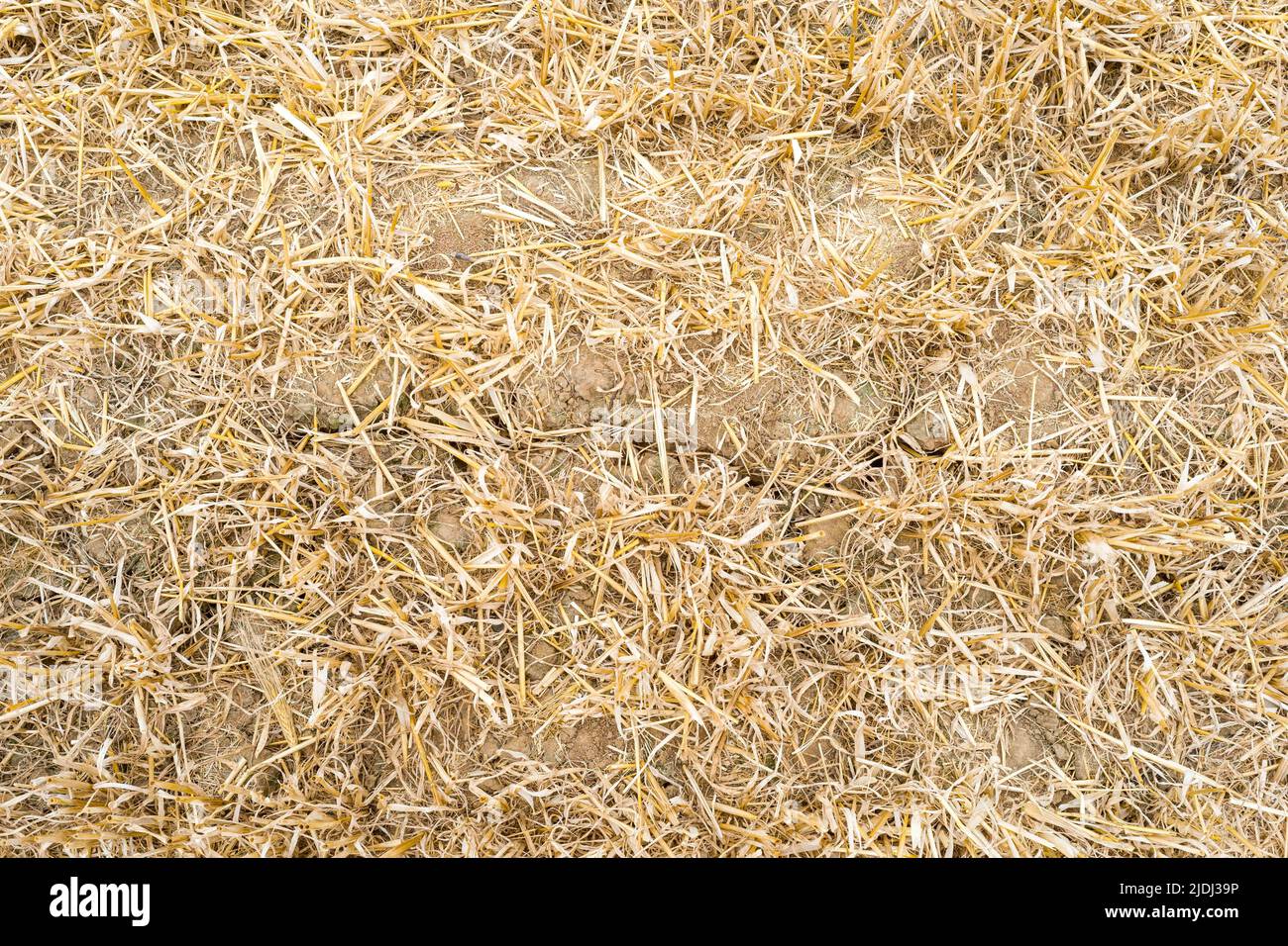 Sehr trockener, rissiger Boden neben einem bewässerten Feld. Besuch auf dem Bauernhof von Frédéric Pagès, Landwirt in Puygaillard-de-Quercy und Präsident des Vereins Syndicale Autorisée d'Irrigation Gouyre / Gagnol / Tordre. Er stellt die Investitionen vor, die er getätigt hat, um Bewässerungswasser mit Unterstützung des Wiederauffüllungsplans zu sparen. Dienstag, 21. Juni 2022. Frankreich, Tarn-et-Garonne. Foto von Patricia Huchot-Boissier/ABACAPRESS.COM Stockfoto