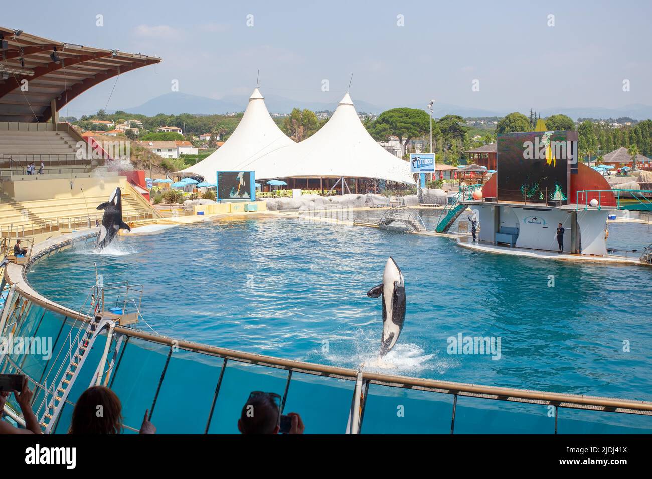 Orcas oder Killerwale in Marineland, Frankreich Stockfoto