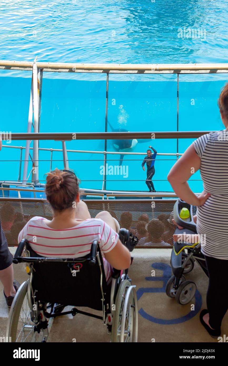 Orcas oder Killerwale in Marineland, Frankreich Stockfoto