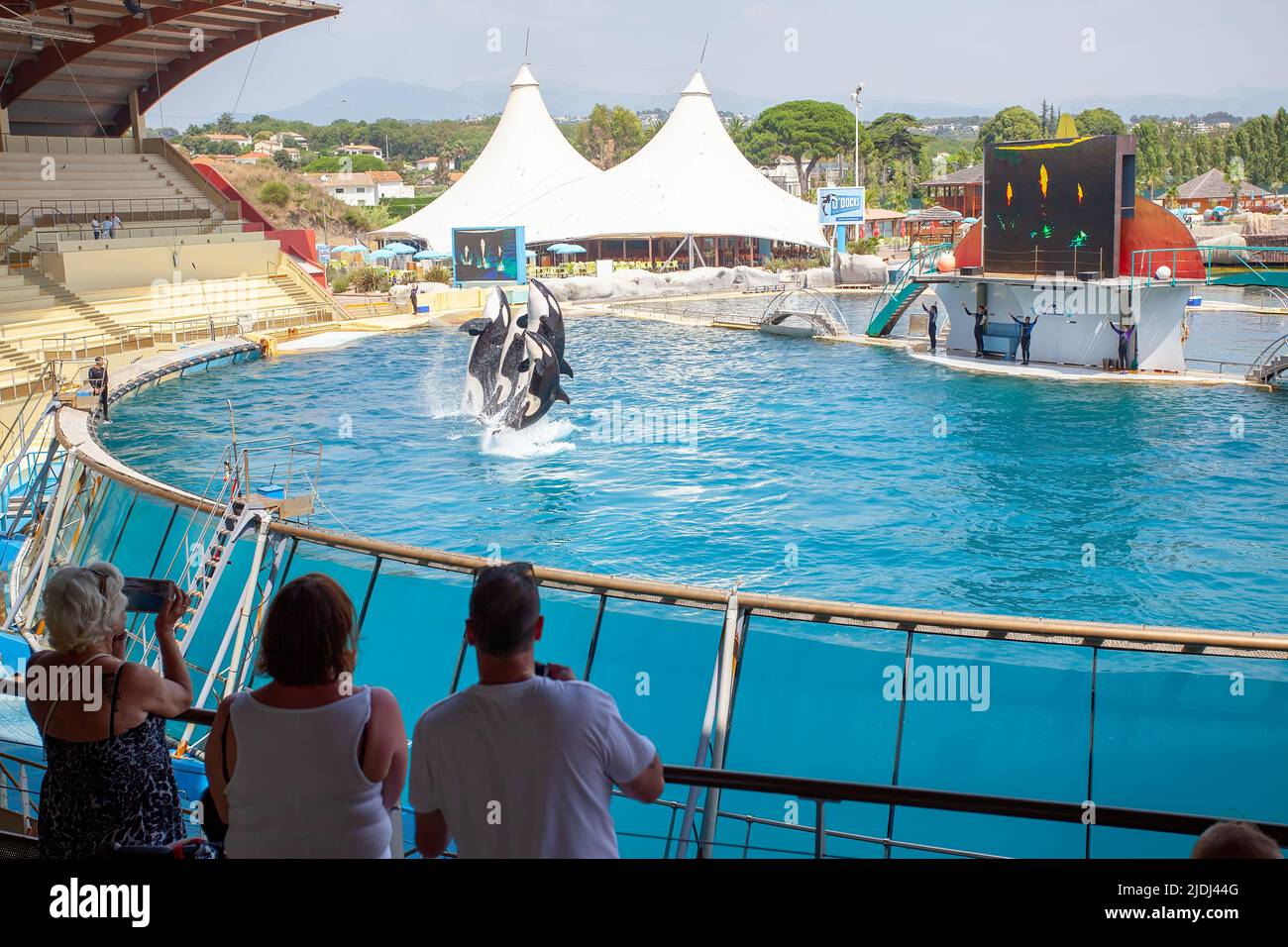 Orcas oder Killerwale in Marineland, Frankreich Stockfoto