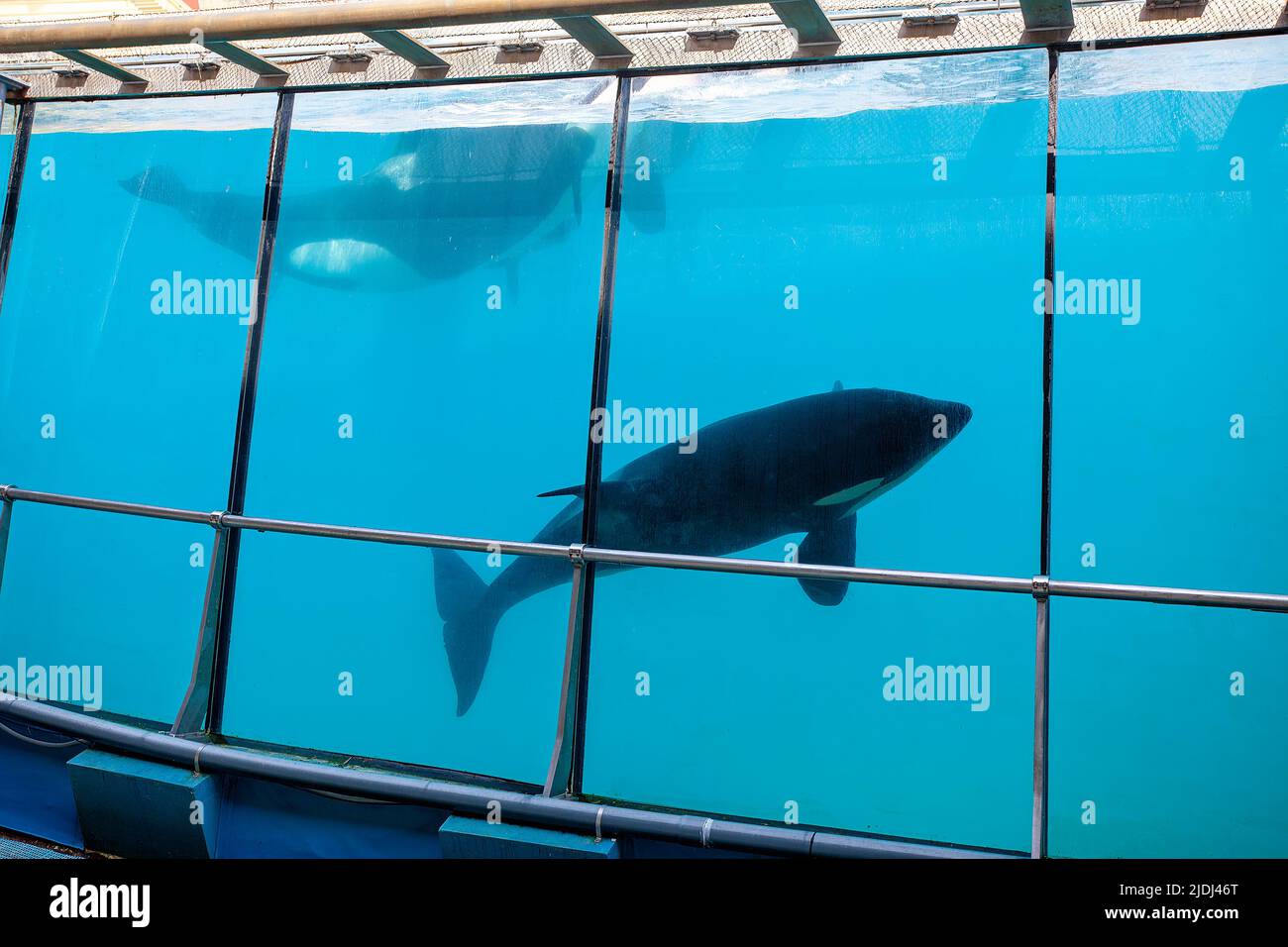Orcas oder Killerwale in Marineland, Frankreich Stockfoto