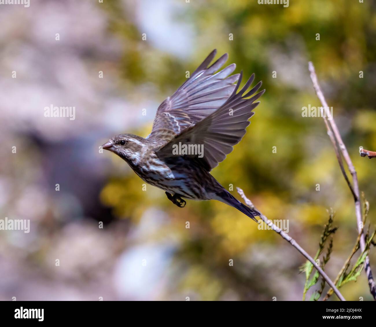 Finch Weibchen fliegen mit seinen schönen braunen ausgebreiteten Flügeln mit einem verschwommenen Hintergrund in seiner Umgebung und Lebensraum Umgebung. Violetter Finkenporträt. Stockfoto