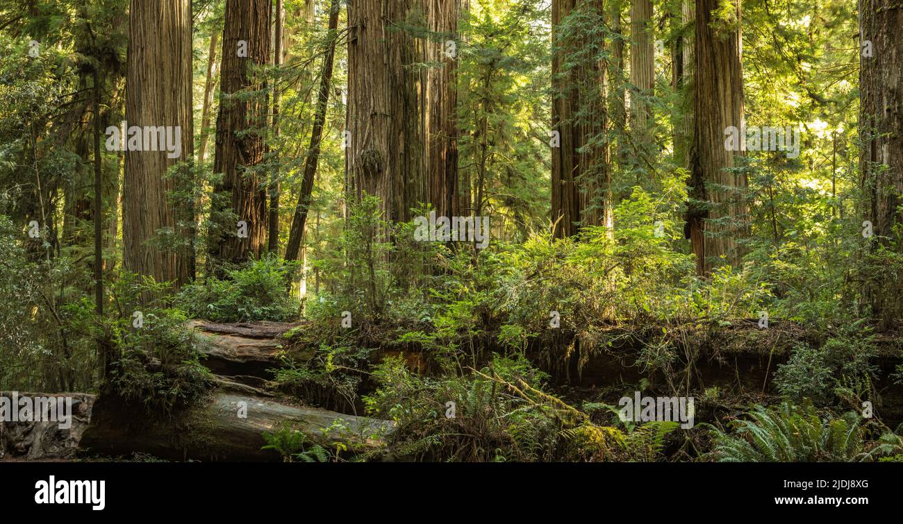 Landschaftlich schöner sonniger Nachmittag im antiken Redwood Forest Panoramic Format. Nordkalifornien Woodland Landschaft. American West Nature Theme. Stockfoto