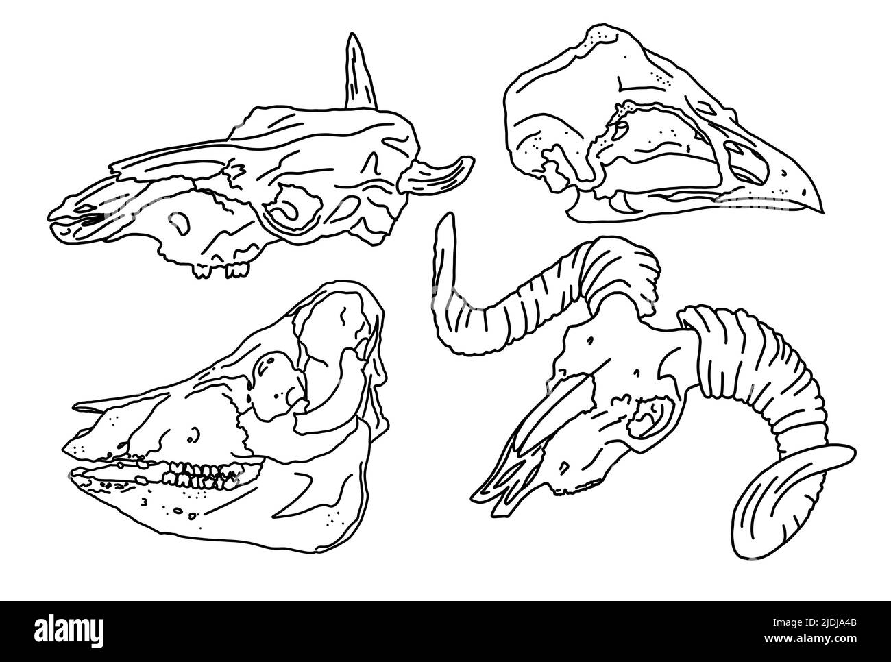 Grafischer Satz. Tierschädel lineare Kunst Stockfoto