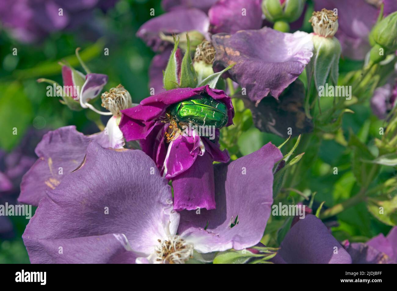 Grüner, schillernder Rosenkäfer auf einer violetten Rose, englischer Garten, Juni 2022. Cetonia Aurata. Stockfoto