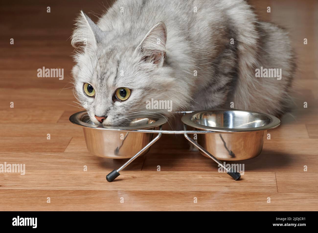 Porträt des Essens graue Katze aus Metall Schüssel im Haus Boden Stockfoto