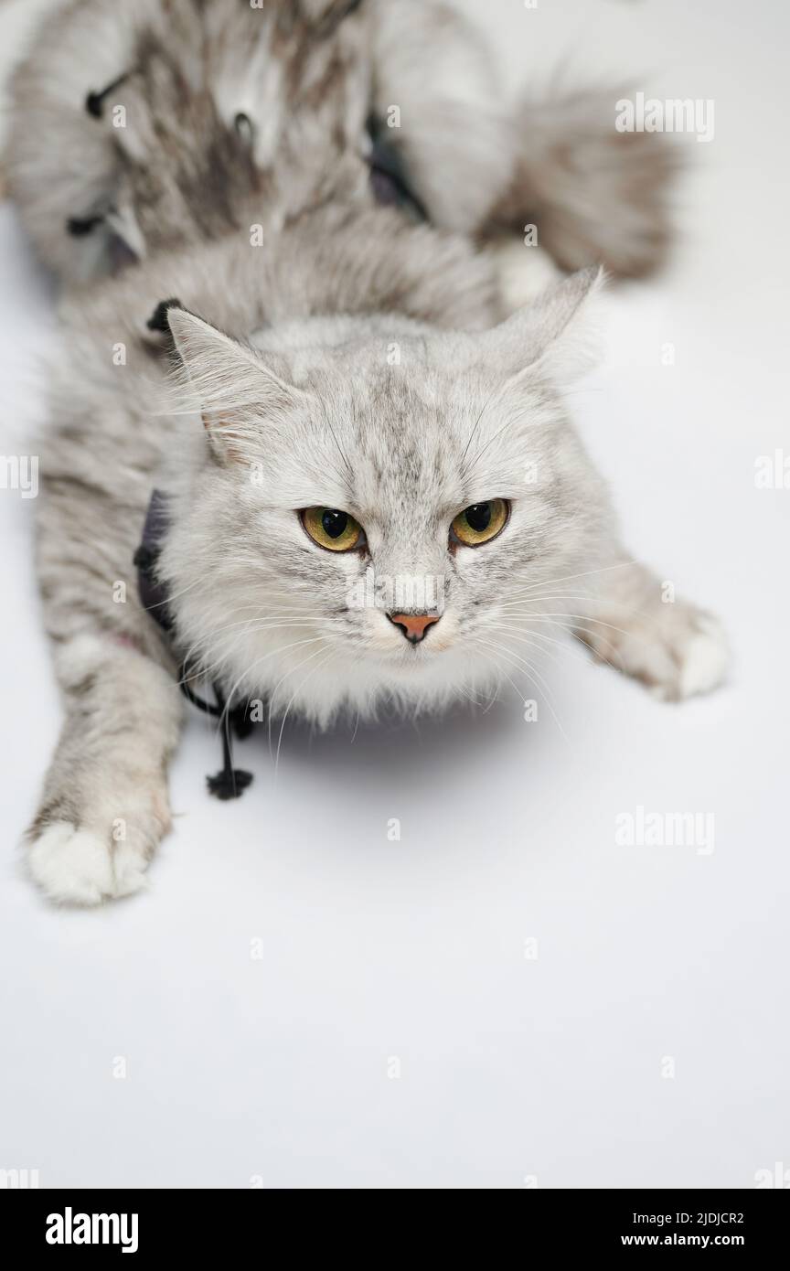 Porträt einer grauen Katze im Tierarzt isoliert auf Studio-Hintergrund Stockfoto