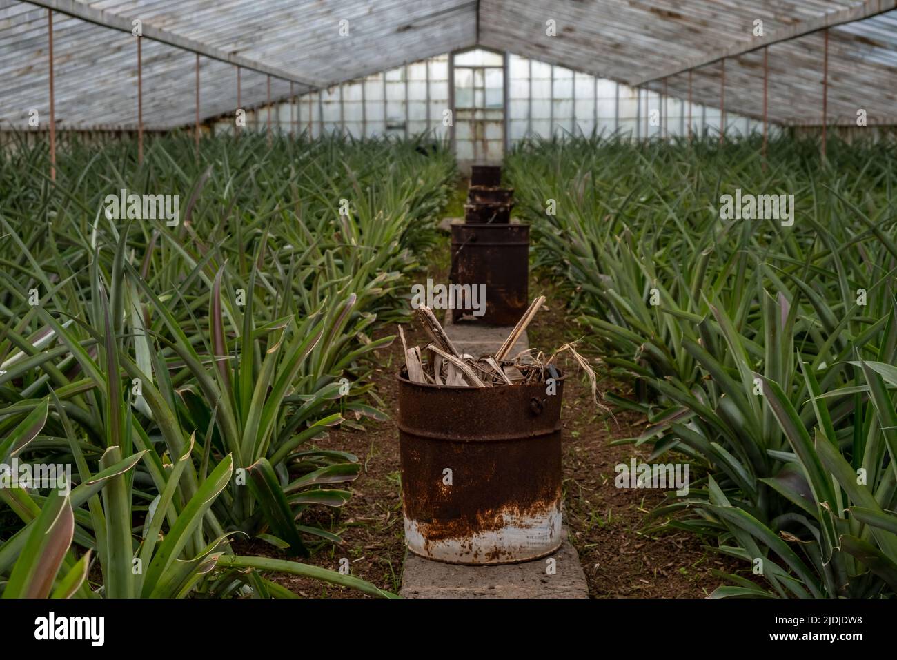 Eimer mit organischem Material, zur Verwendung in Rauch. Die Ananas der Azoren wird in weiß getünchten Glasgewächshäusern hergestellt. São Miguel, Azoren Stockfoto