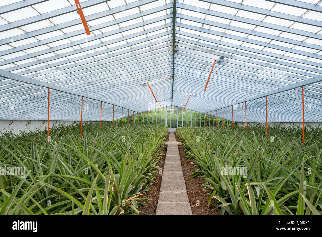 Die Ananas der Azoren wird in weiß getünchten Glasgewächshäusern hergestellt. São Miguel, Azoren, Portugal, Europa Stockfoto
