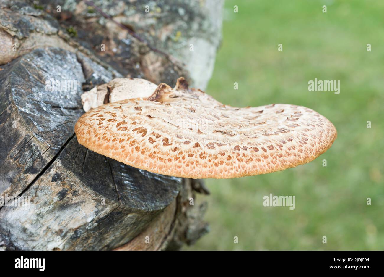 Dryaden-Sattel (Cerioporus squamosus oder polyporöser squamosus), essbarer Bracket-Pilz, der auf einem Platanenbaum in einem britischen Garten wächst Stockfoto