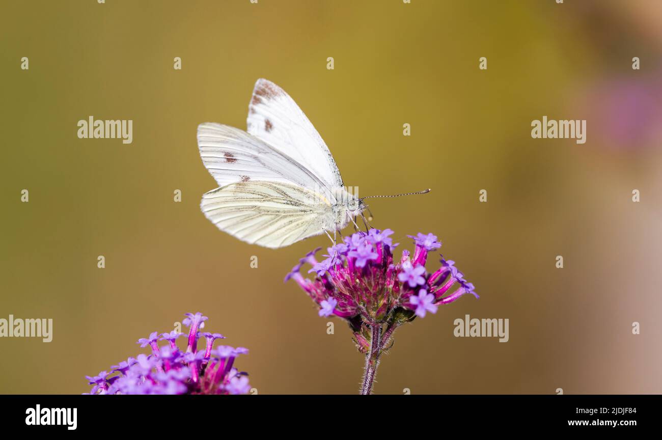 Im Sommer blüht ein kleiner weißer Schmetterling (pieris rapae) in einem britischen Garten auf der Bestäubung (Verbena bonariensis) Stockfoto