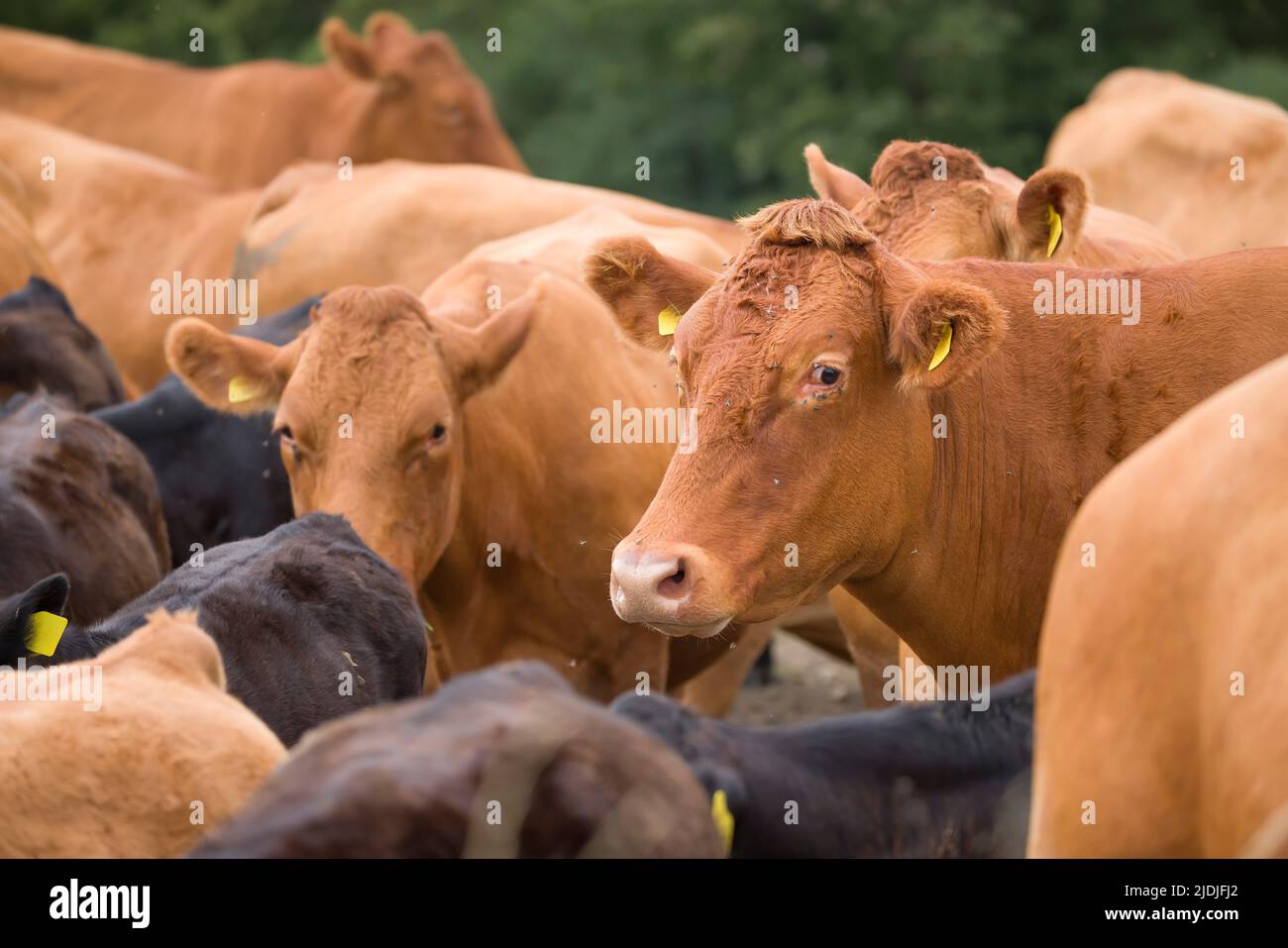 Hereford Rinderherde mit Kälbern. Vieh auf einem Feld auf einem Bauernhof. Aylesbury Valle, Buckinghamshire, Großbritannien Stockfoto