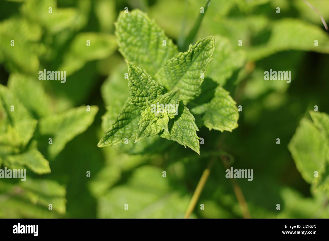 Duftendes, wildes minzgrünes Chlorophyll-Minzblatt Stockfoto