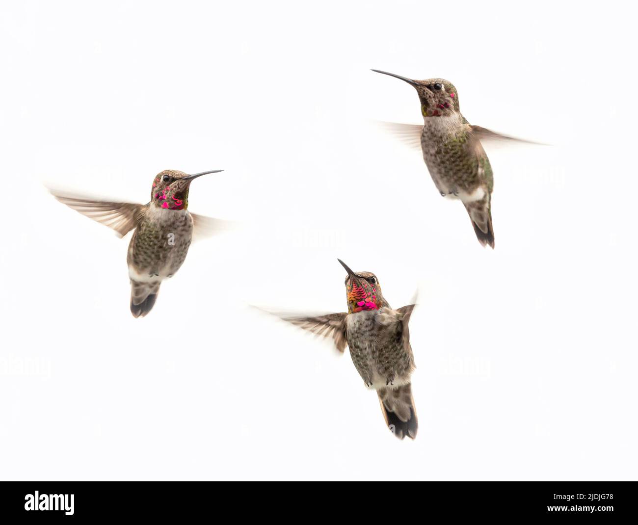 Fliegende weibliche Kolibris isoliert auf weißem Hintergrund Stockfoto