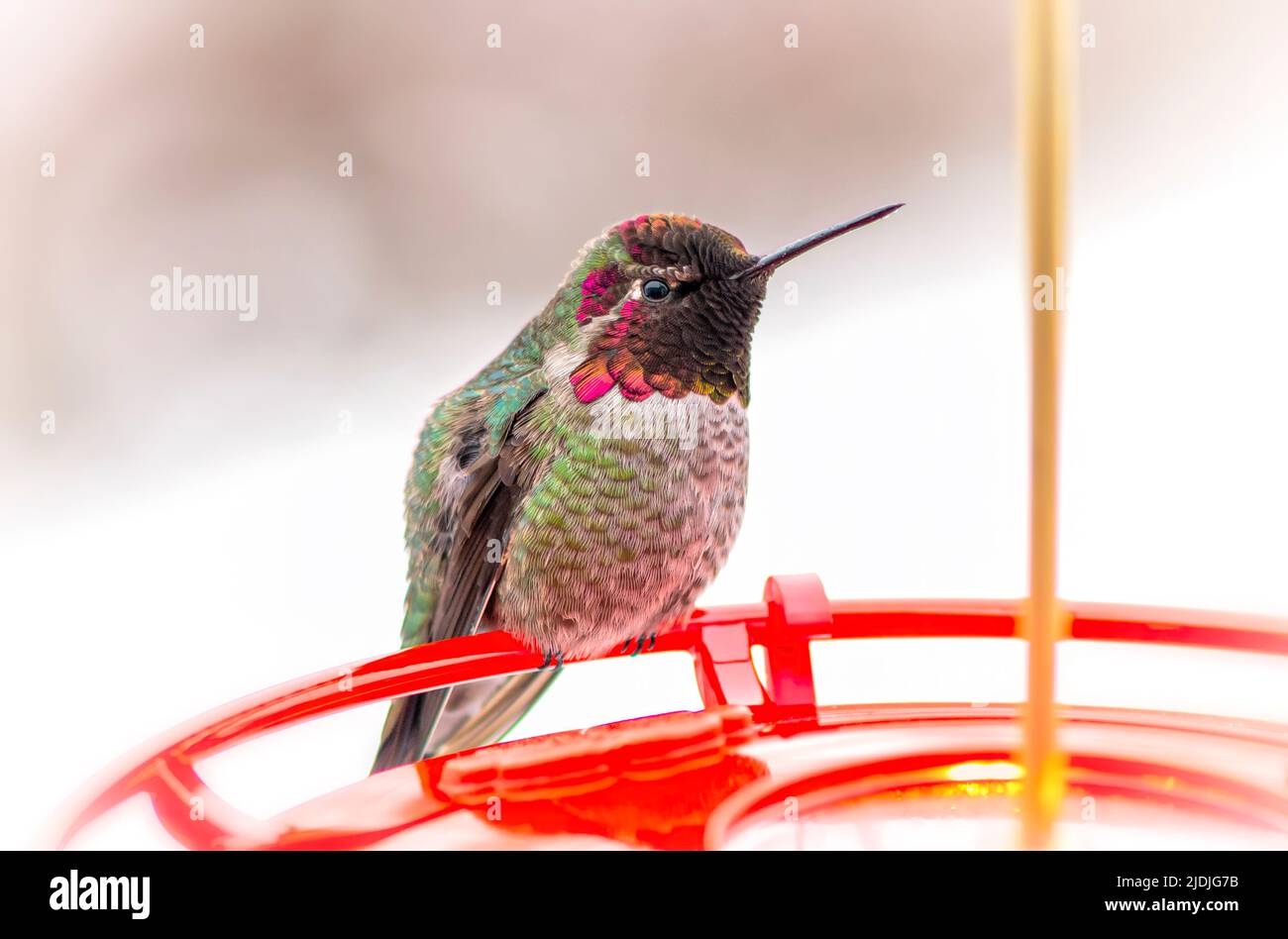 Ein männlicher Annas Kolibri sitzt auf einem Futterhäuschen Stockfoto