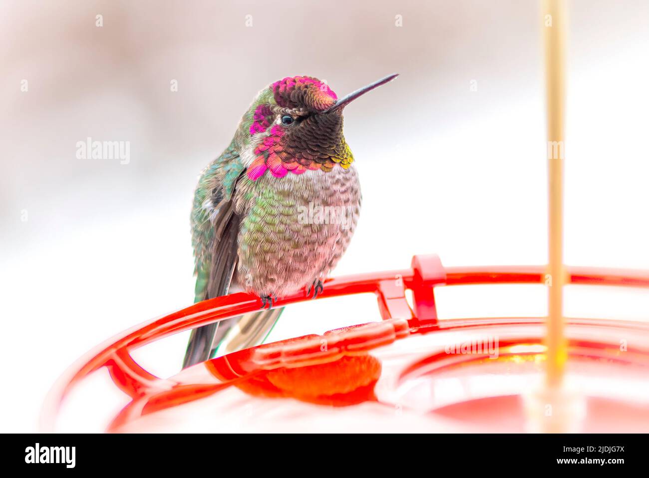 Ein männlicher Annas Kolibri sitzt auf einem Futterhäuschen Stockfoto