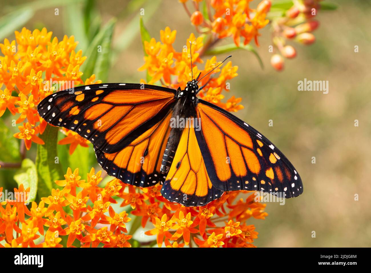 Nahaufnahme (Makro) eines Monarchschmetterlings, der sich von einer orangefarbenen Milchkrautblüte (Asclepias tuberosa) ernährt - Flügel breiten sich aus Stockfoto