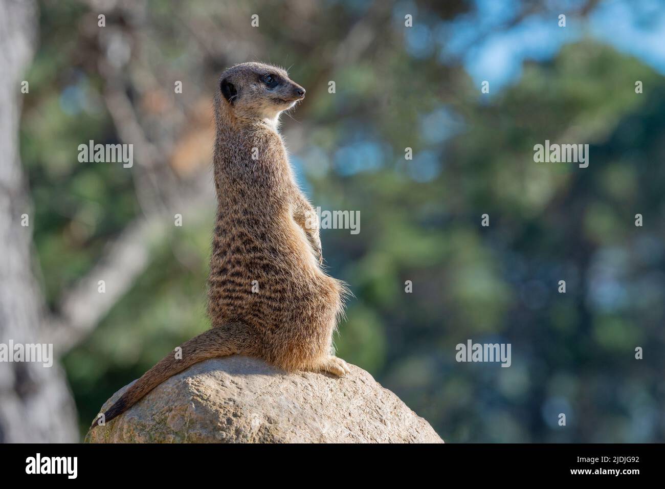 Ein Erdmännchen, der auf einem Felsen sitzt Stockfoto