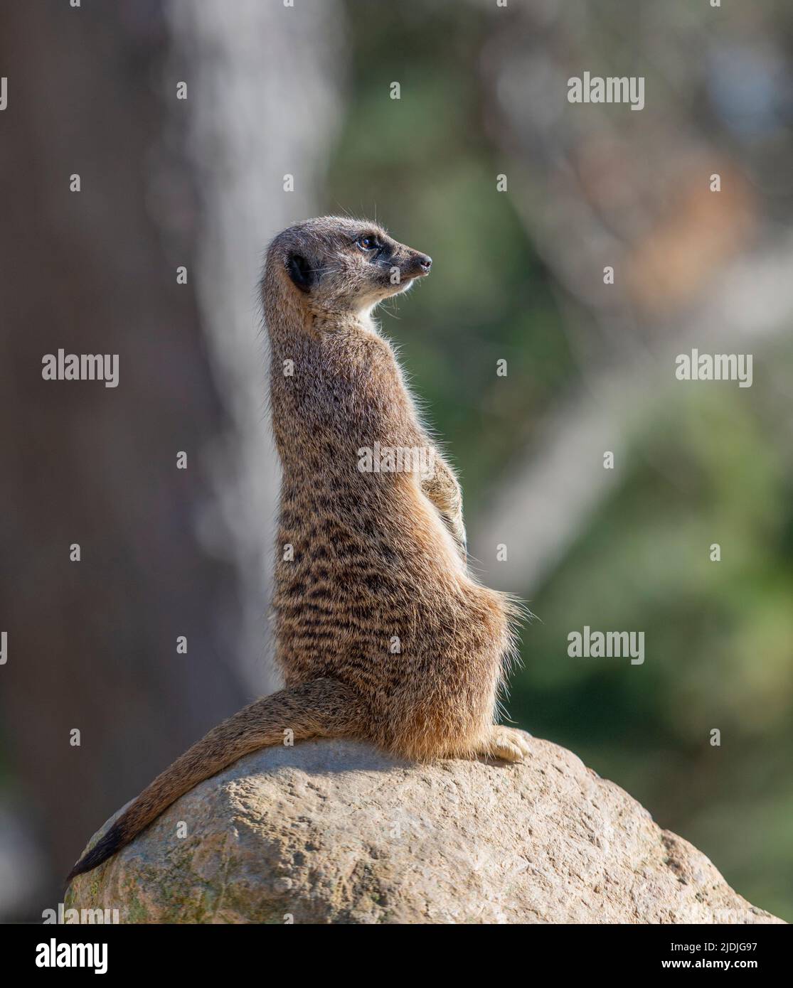 Ein Erdmännchen, der auf einem Felsen sitzt Stockfoto