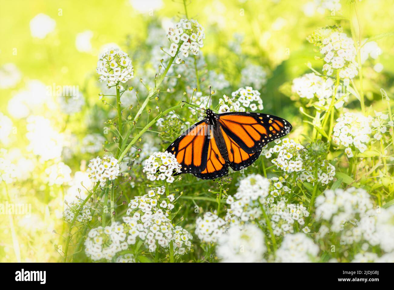 Ein Monarchschmetterling (danaus plexippus) mit offenen Flügeln, der sich von weißen, süßen Alyssum-Blüten ernährt Stockfoto