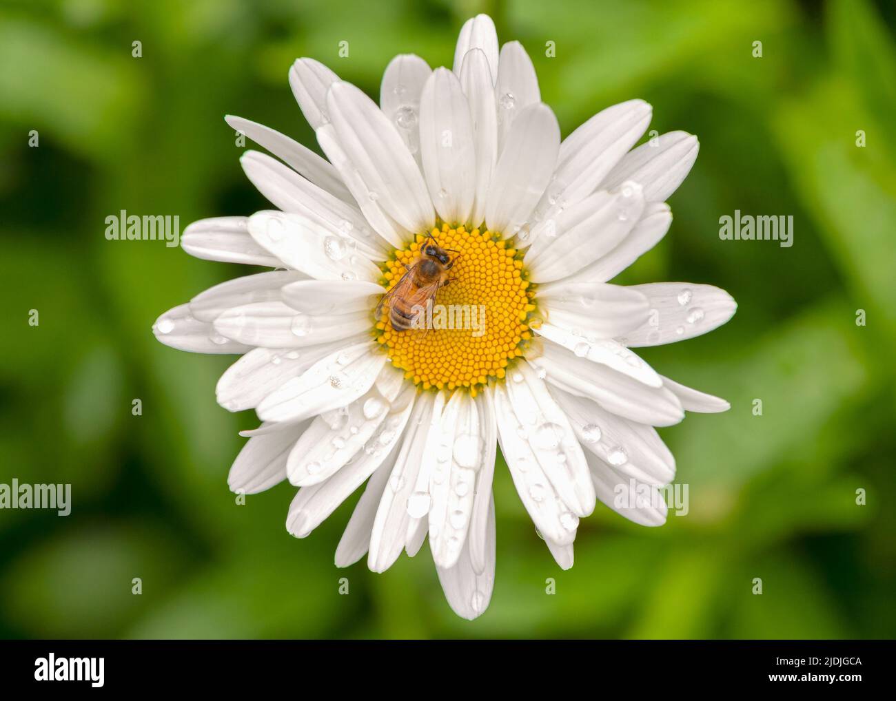 Nahaufnahme (Makro) einer Honigbiene in der Mitte einer feuchten Gänseblümchen-Blume Stockfoto