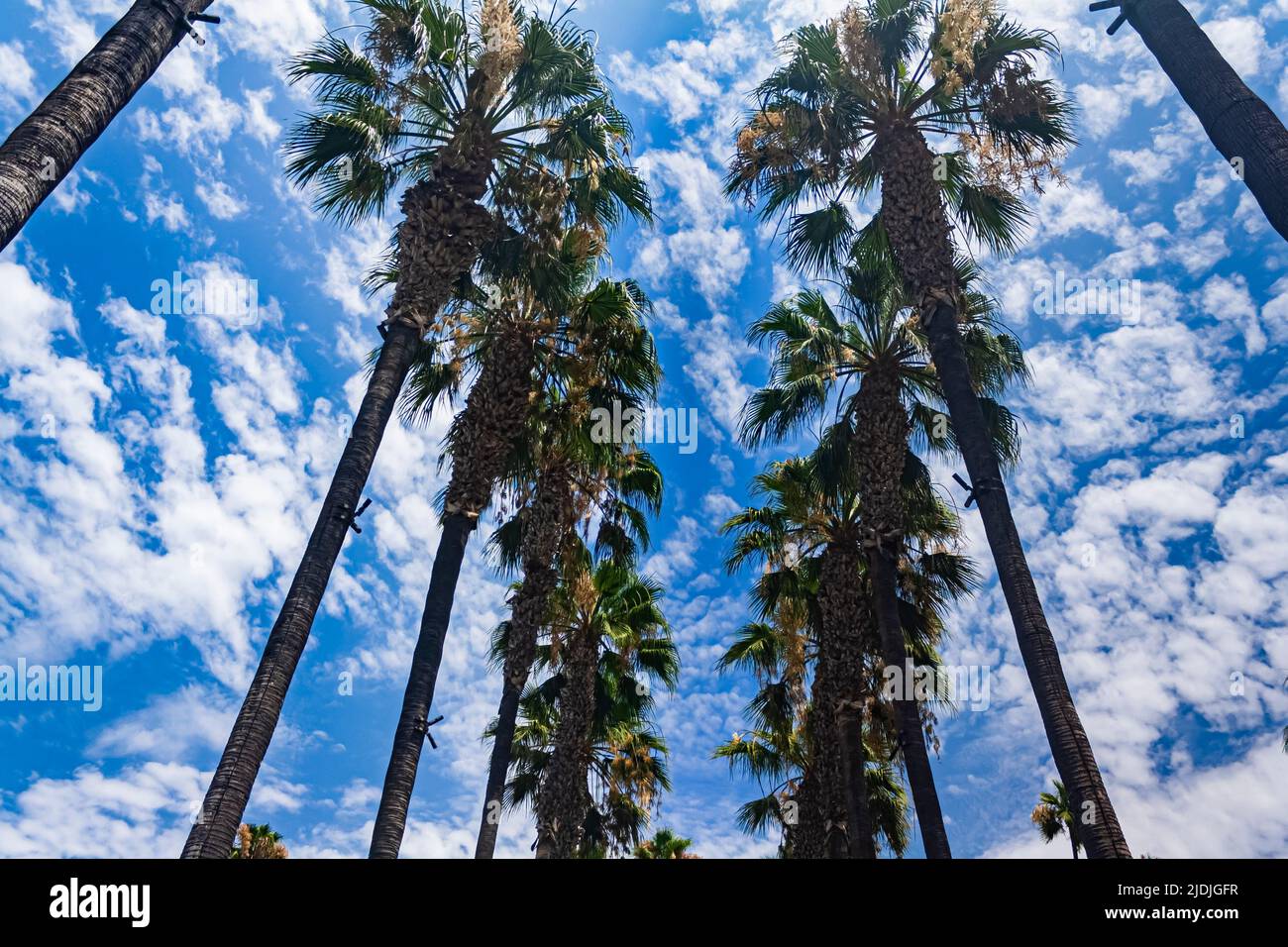 Palmen gegen einen wolkigen blauen Himmel in Los Angeles, Kalifornien Stockfoto