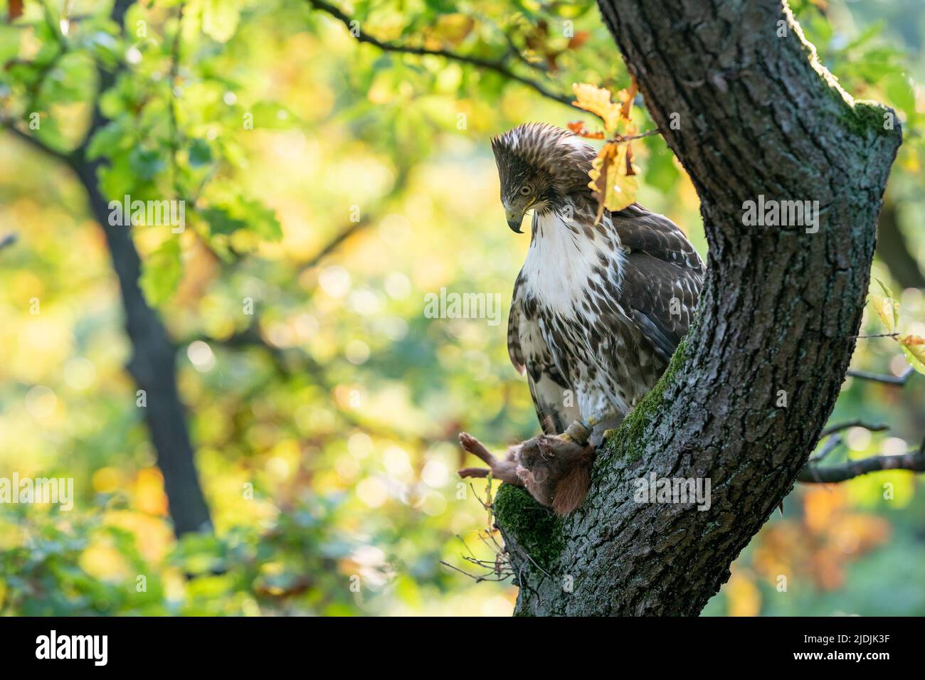 Rotschwanzfalke auf Baumstamm mit gejagtem roten Eichhörnchen. Raptor mit seiner Beute. Stockfoto