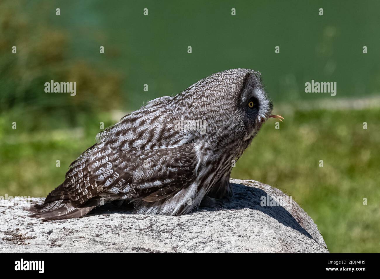Große graue Eule, Strix nebulosa, schöne Eule mit gelben Augen, die auf einem Felsen fressen Stockfoto