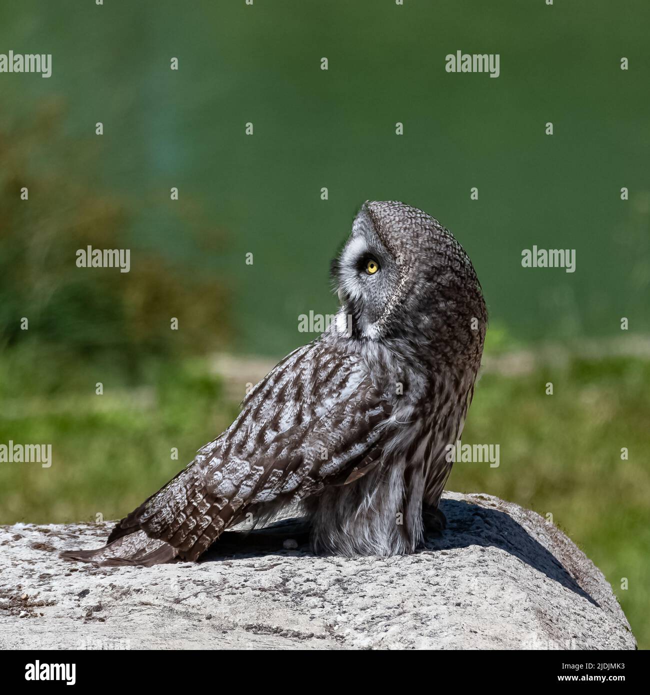 Große graue Eule, Strix nebulosa, schöne Eule mit gelben Augen auf einem Felsen stehend Stockfoto