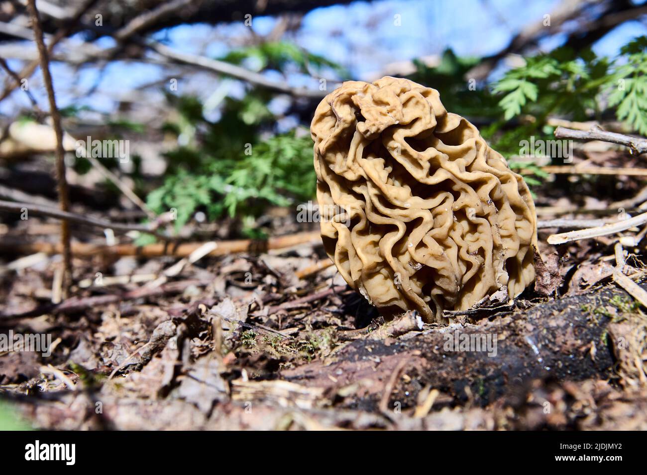 Giftiger Pilz Gyromitra wächst im wilden Wald am Frühlingsmorgen. Stockfoto