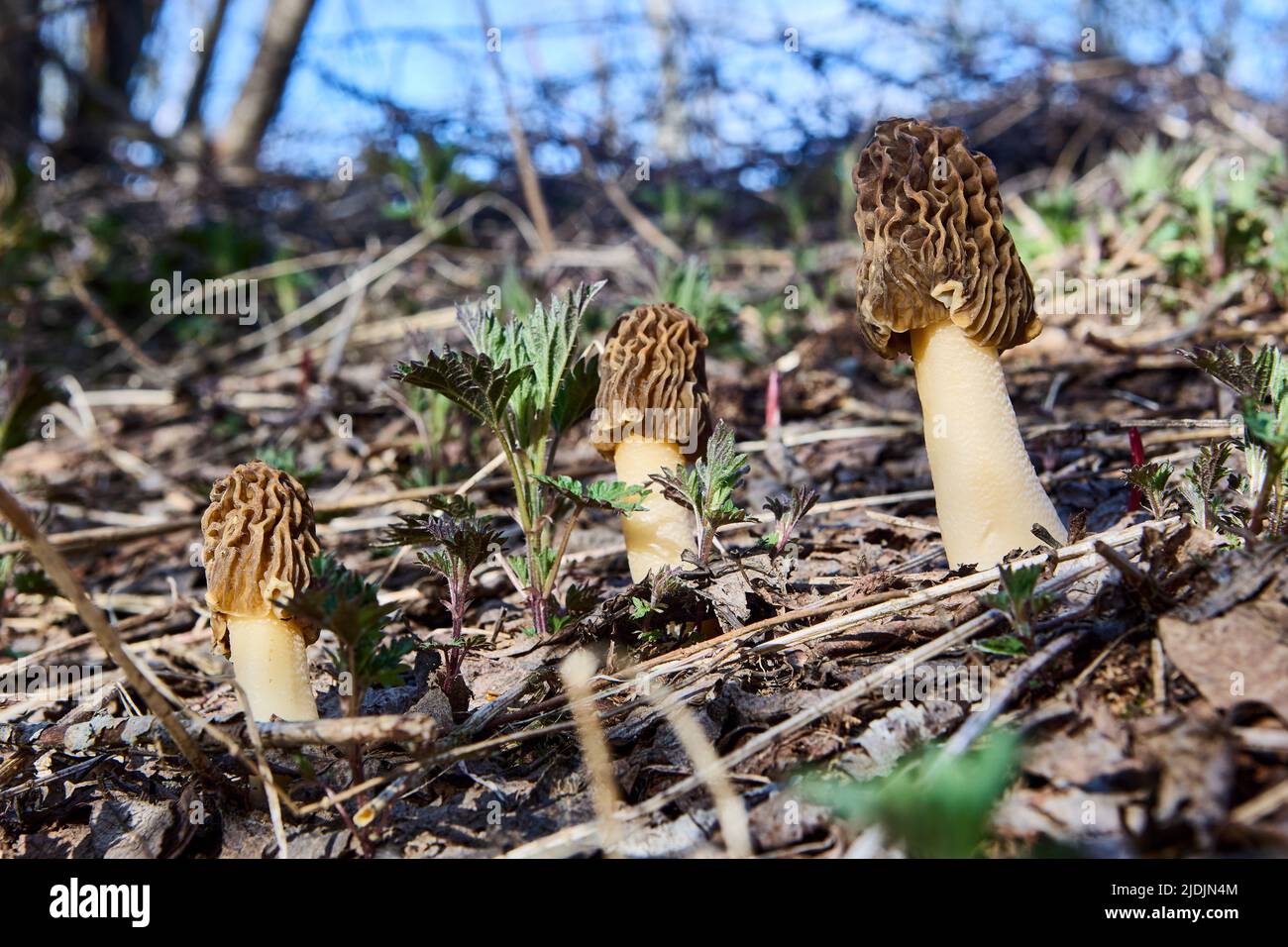 Morchella esculenta, bekannt als Morel, Schwammpilz oder Honigwabenmorel, wurde als offizieller Pilz des Staates Minnesota angenommen. Stockfoto