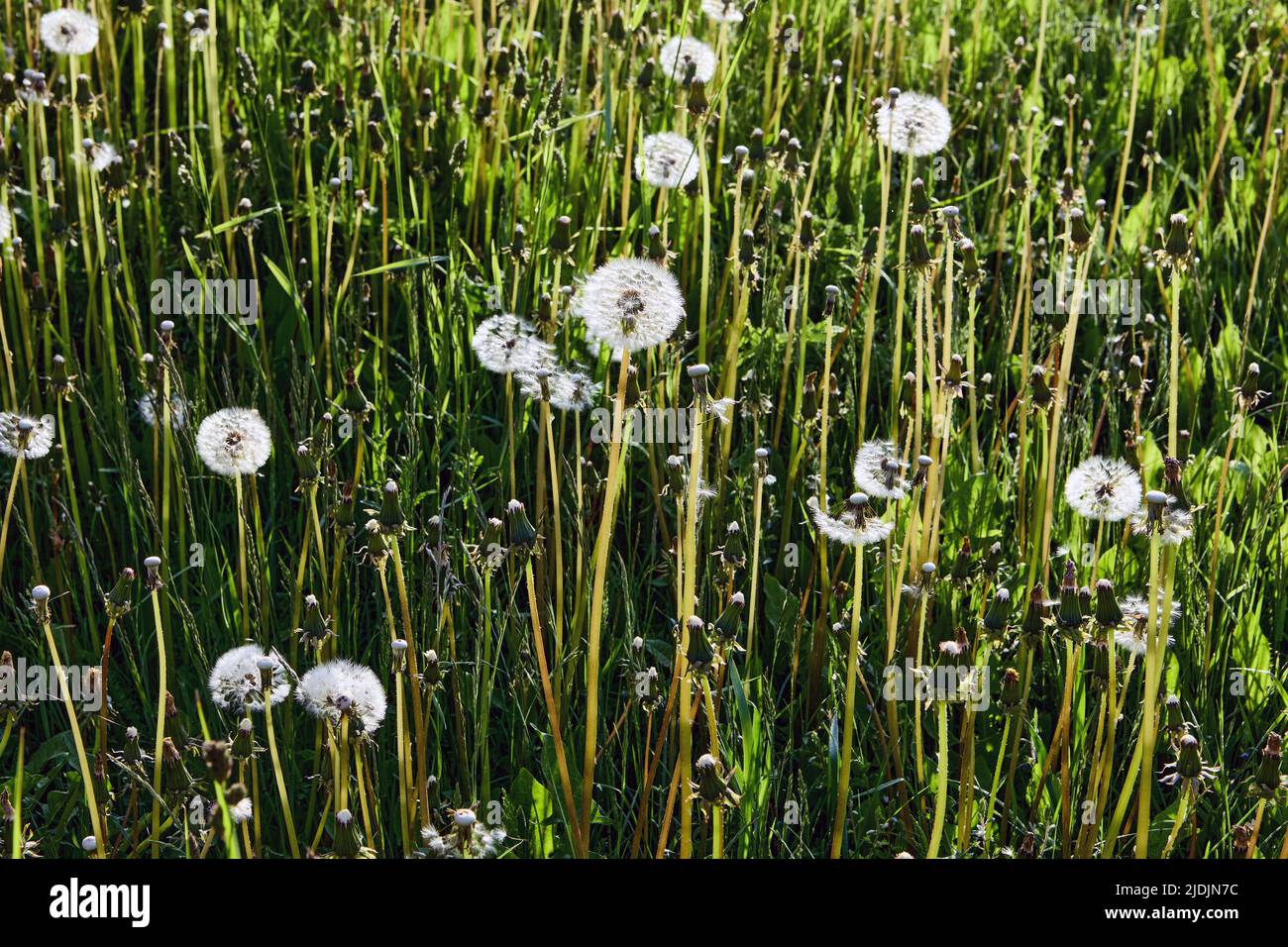 In kugelförmigen, flauschigen Knospen auf einem nicht kultivierten Bauernfeld im Hintergrund Samen von Dandelion. Stockfoto