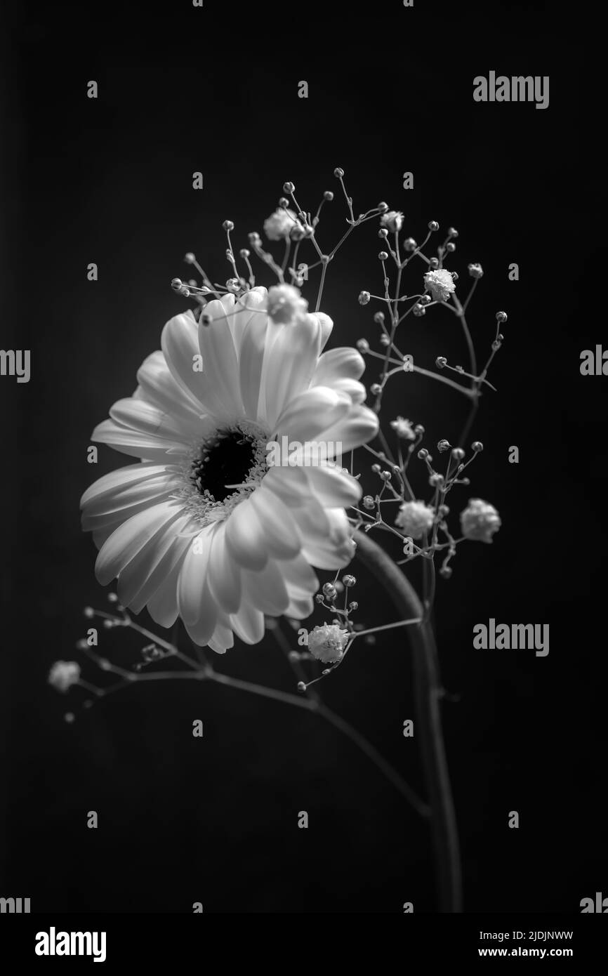 Einzelne Gerbera Gänseblümchen mit Gypsophilie auf schwarzem Hintergrund. Schwarz-weiß Schuss Stockfoto