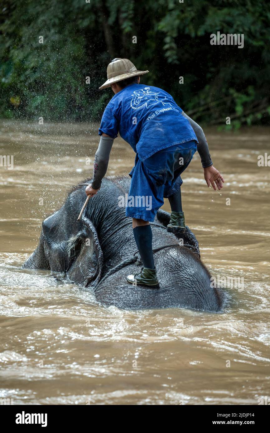 Mahout beim Waschen von asiatischen Elefanten (Elephas maximus) auf dem Fluss, Thai Elephant Home Elephant Farm, Keudchang Maetang, Chiang Mai, Thailand Stockfoto