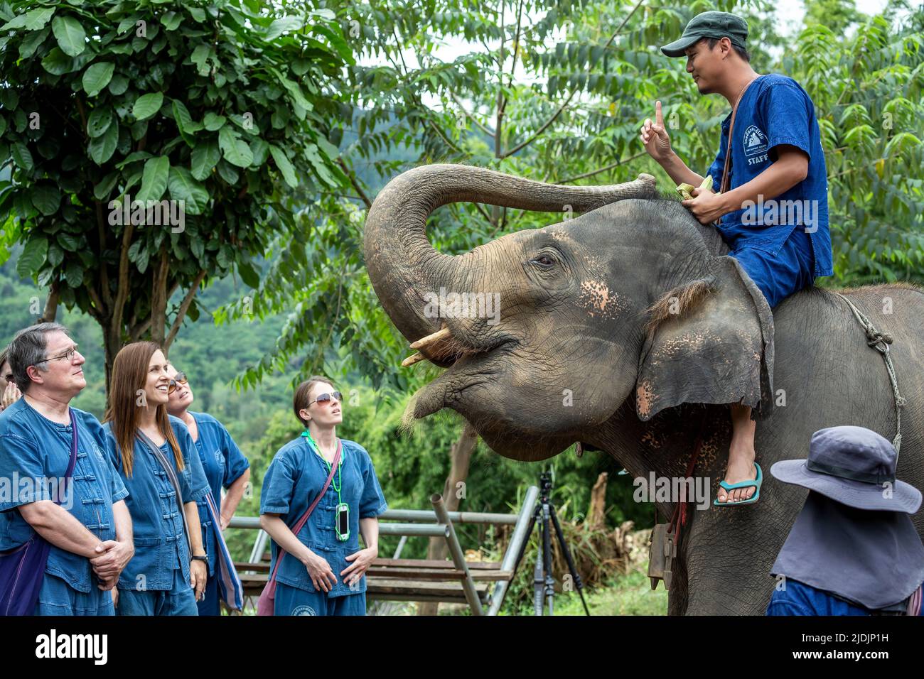 Mahut auf asiatischen Elefanten (Elephas Maximus), Thai Elephant Home Elefanten auf dem Bauernhof, Keudchang Maetang, Chiang Mai, Thailand Stockfoto