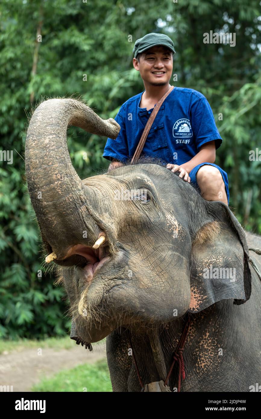Mahut auf asiatischen Elefanten (Elephas Maximus), Thai Elephant Home Elefanten auf dem Bauernhof, Keudchang Maetang, Chiang Mai, Thailand Stockfoto