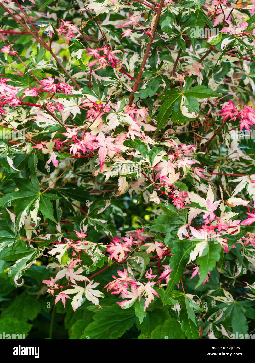 Rosafarbene weiße und grüne Farbabweichungen auf dem neu auftauchenden Laub des japanischen Ahorns, Acer palmatum 'Orido Nishiki' Stockfoto