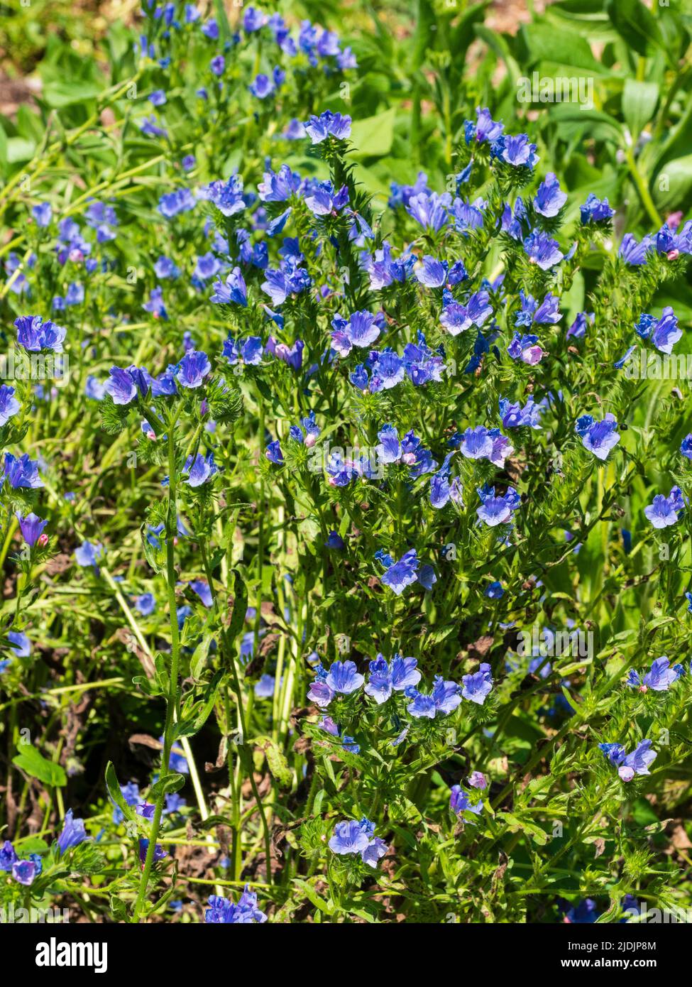 Blaue glockenartige Blüten der kompakten Form des winterharten Viper's bugloss, Echiun vulgare 'Blue Bedder' Stockfoto