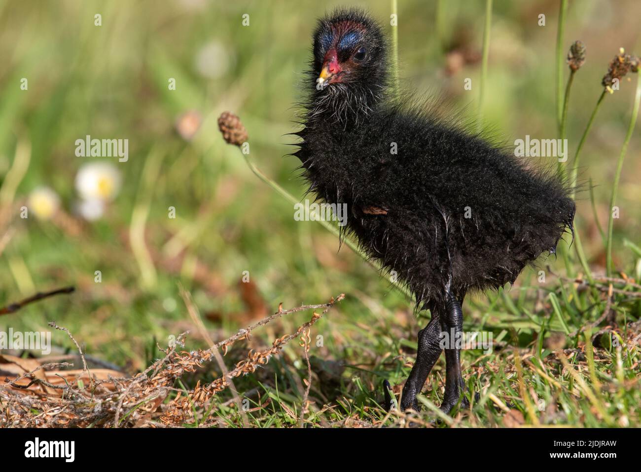 Teichhuhn-Küken Stockfoto